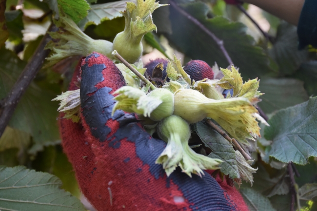 Karadeniz'de fındık hasadına başlandı