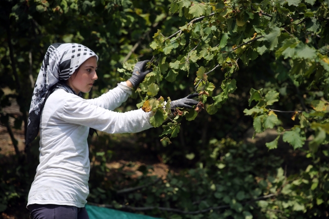Batı Karadeniz'de fındık hasadı başladı