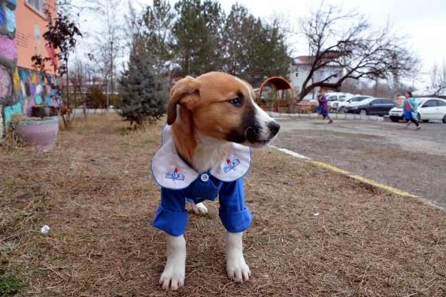 Türkiye, fındığı öğrenci üniformasıyla çekilen bu fotoğrafıyla tanımıştı Fotoğraf: DHA