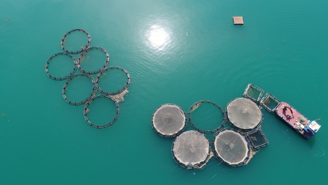 Şanlıurfa, balık üretimiyle de adından söz ettiriyor