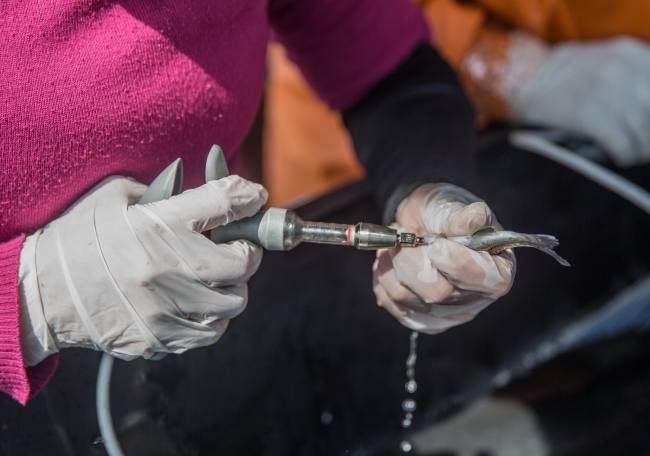 Şanlıurfa, balık üretimiyle de adından söz ettiriyor