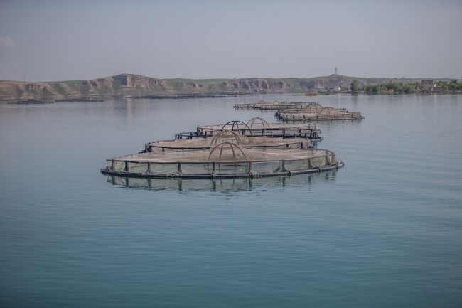 Şanlıurfa, balık üretimiyle de adından söz ettiriyor