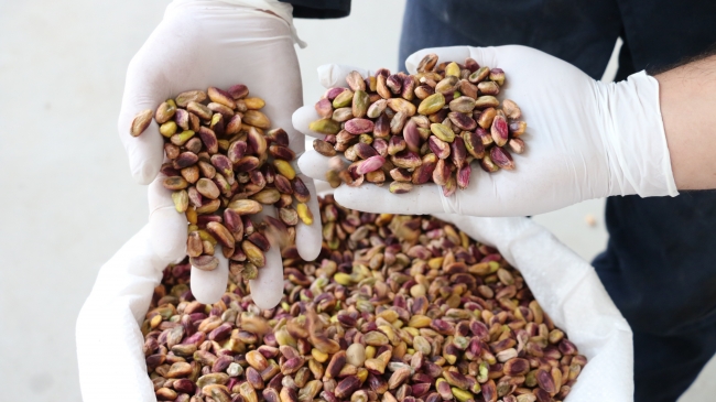 Siirt fıstığı dünyaya açılıyor