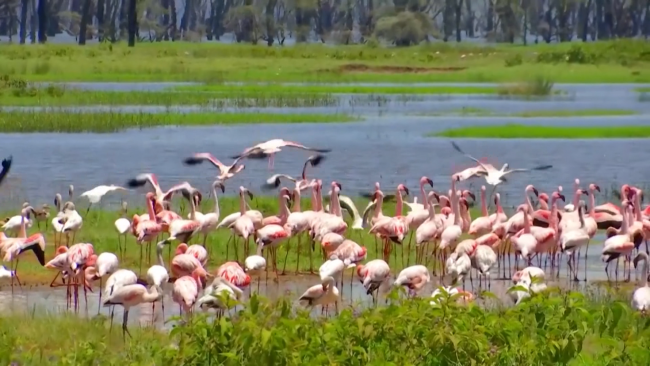 İzmir’deki flamingo ölümlerinin nedeni araştırılıyor