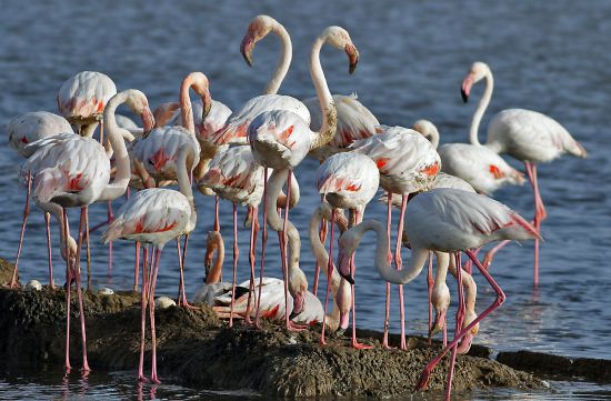 Binlerce flamingo kuluçkaya yattı