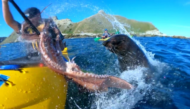 Yeni Zelanda'da fok balığından beklenmedik tepki