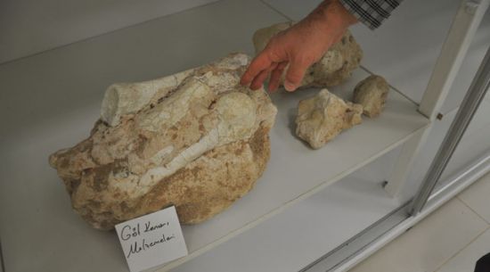 Kırşehir’de gergedan ve fil fosili bulundu