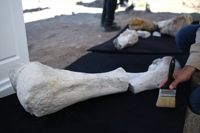 Kayseri'de 7,5 milyon yıllık fosil bulundu