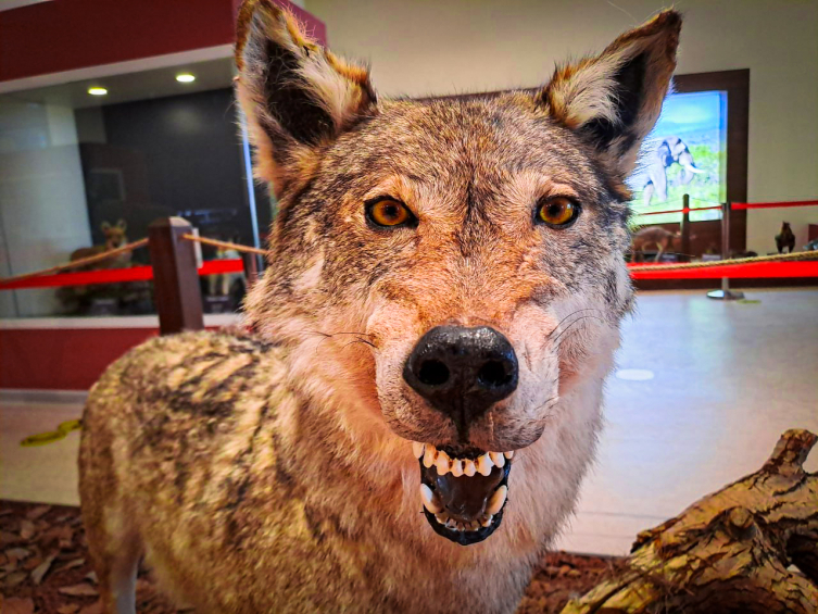 Yaşama dair her şey bu müzede: Hayatın kaynağına yolculuk