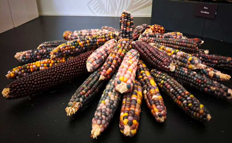 Yaşama dair her şey bu müzede: Hayatın kaynağına yolculuk