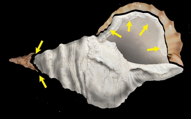 Fransa'da 17 bin yıllık üflemeli çalgı keşfedildi