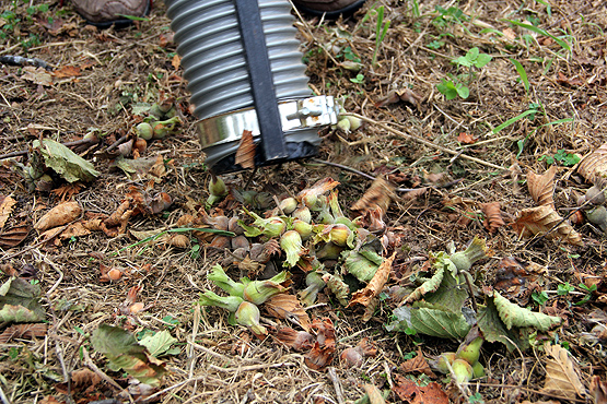 Makine ustasından 'fındık' için icat