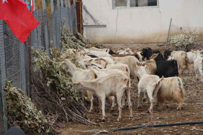 Gabar Dağı eteğinde devlet desteğiyle keçi çiftliği kurdu