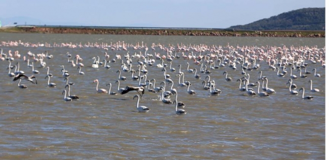 Gala Gölü göçmen misafirleriyle bir başka güzel