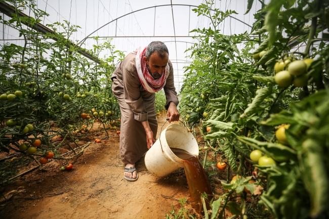 Gazze'de hayvan gübresinden biyogaz üretimi yapılıyor