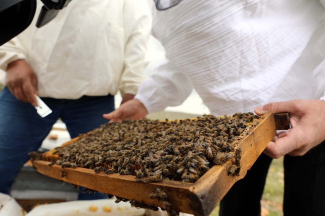Gaziantepli arıcılar bu yıl 500 ton bal üretmeyi hedefliyor