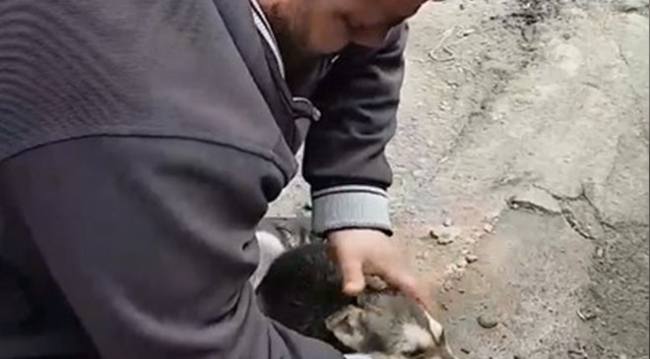 Köpeği masaj ve suni solunumla hayata döndürdü