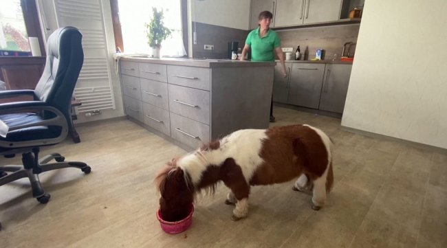 Dünya'nın en küçük midillisi : Pumuckel