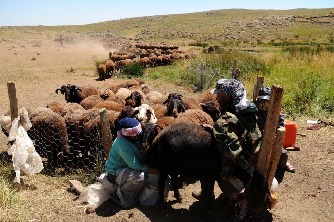 Şerafettin yaylaları göçerleri ağırlıyor