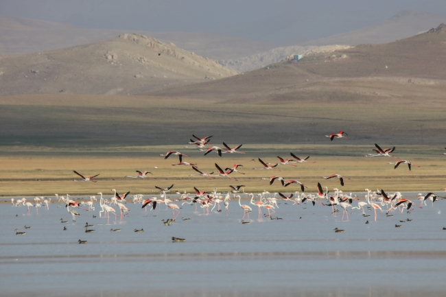 Van Gölü havzasında kuşların görsel şöleni