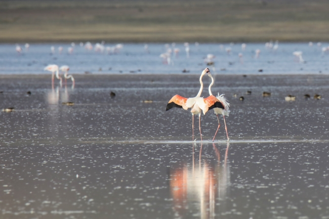 Van Gölü havzasında kuşların görsel şöleni