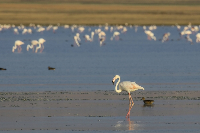 Van Gölü havzasında kuşların görsel şöleni
