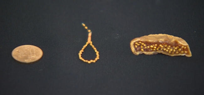 İnce hat sanatı gubâri