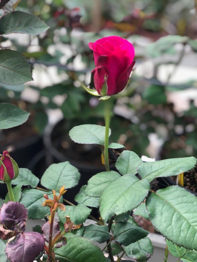 Evini ve bahçesini renklendirmek isteyenler için bahçe bakımı