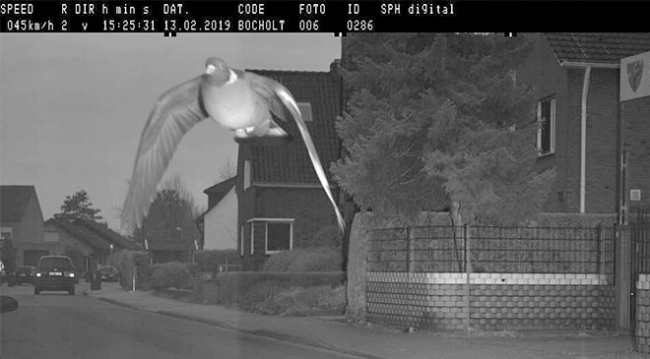 Hız sınırını aşan güvercin, kameraya yakalandı