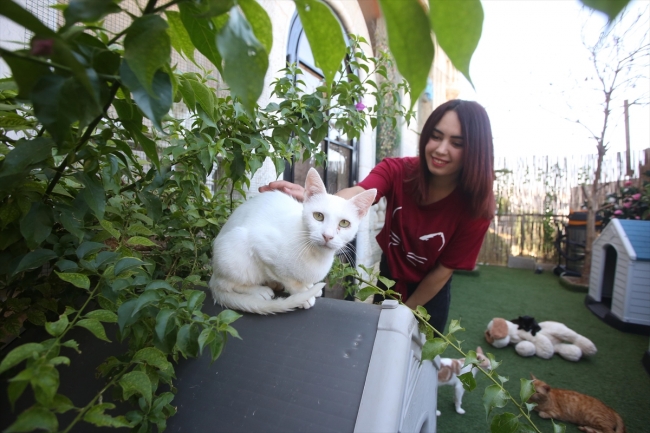 Filistin'de sokak kedileri için güvenli bir ev: Hiba'nın Barınağı