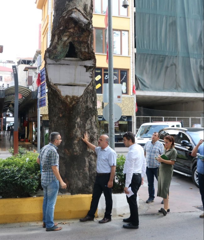 Kocaeli'de asırlık ağaçların bakımı yapılacak