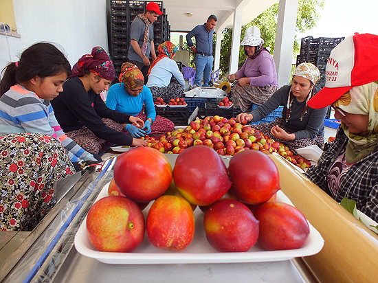 Mersin'de nektarin hasadına başlandı