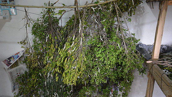 İpek böcekleri köylülere 'ek gelir' oldu