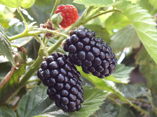 Örtü altında böğürtlen hasadı başladı