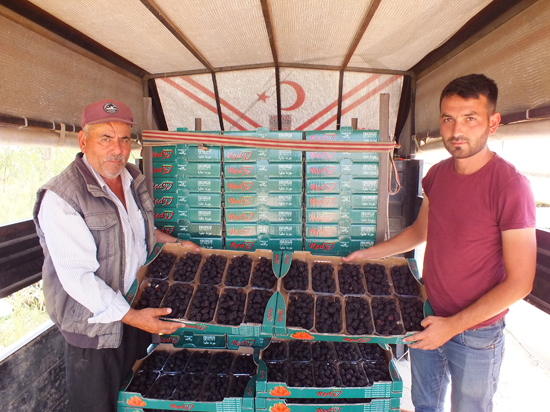 Örtü altında böğürtlen hasadı başladı