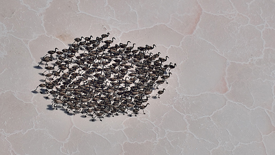 Tuz Gölü'nde yavru flamingoların yürüyüşü başladı