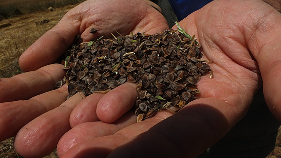 Bilecik'te karabuğday hasadı başladı