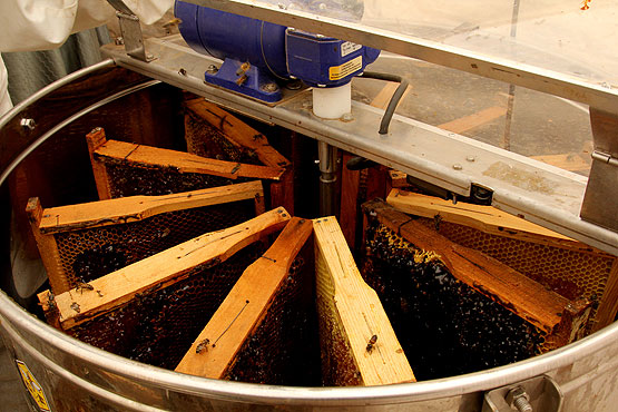 Toroslar'da bal sağımına başlandı