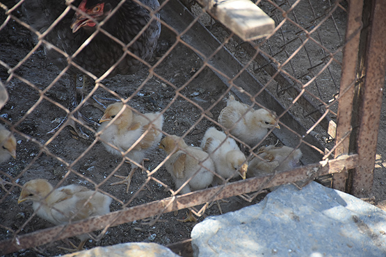 Depremzede Ayşe nineye sürpriz