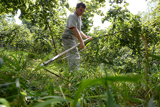 Fındıkta bakım ve temizlik çalışmaları