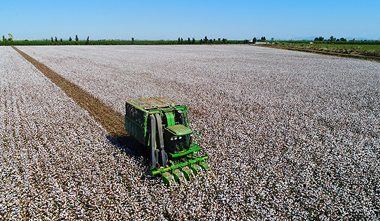 Çukurova'da pamuk işçiliği tarihe karışıyor