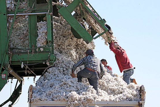 Çukurova'da pamuk işçiliği tarihe karışıyor