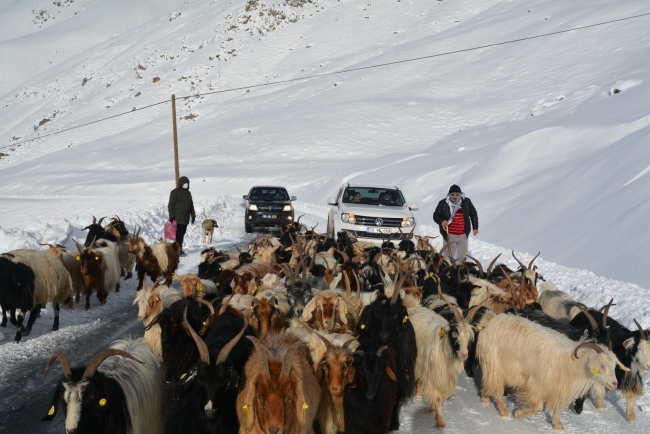 Karda mahsur kalan çoban ve koyunlar kurtarıldı