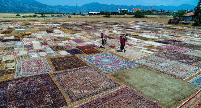 Halı tarlasında sezon erken başladı