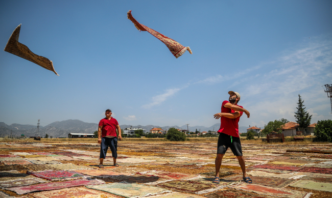 Halı tarlasında sezon erken başladı