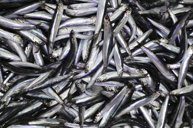 Hamsi bolluğu sevindirdi