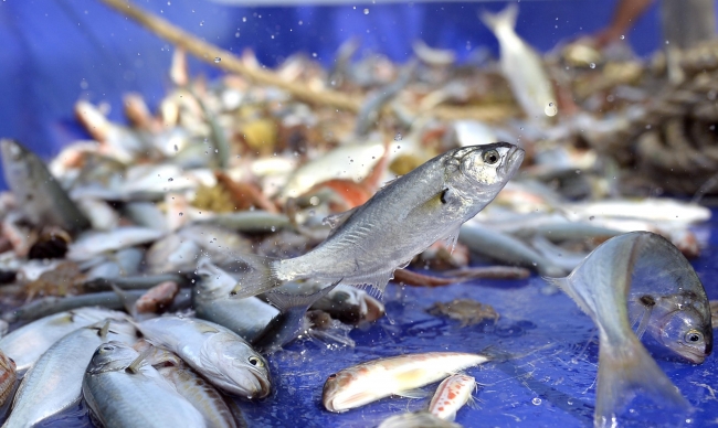 Türkiye'den ihraç edilen balıklar 70 ülkede sofraları süslüyor