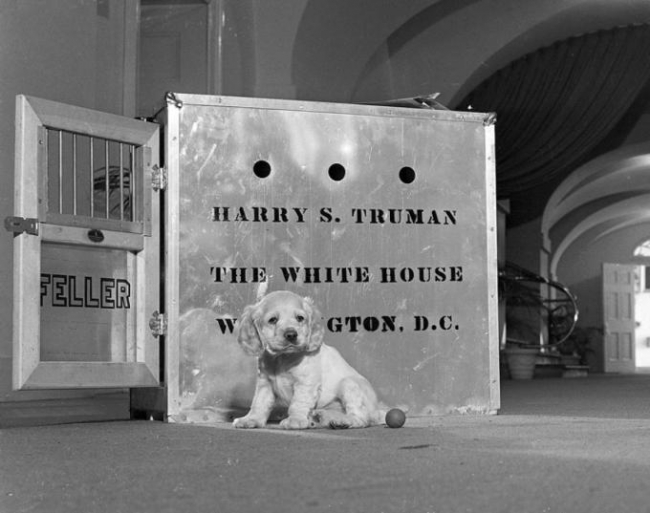 Beyaz Saray'ın hayvanları
