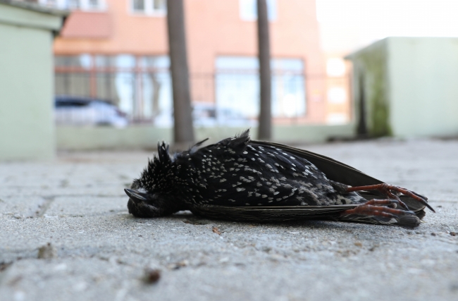 Hava sıcaklığındaki ani düşüş kuşları öldürdü