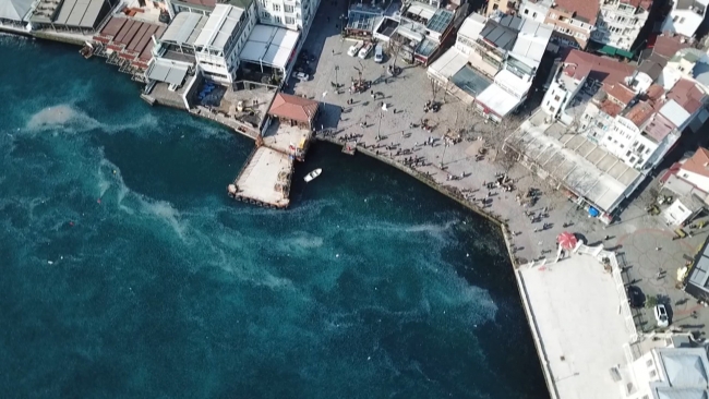 İstanbul Boğazı'nda denizanası istilası: Kıyı şeridi beyaza büründü